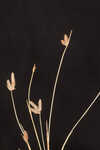 Coastal plain umbrella-sedge